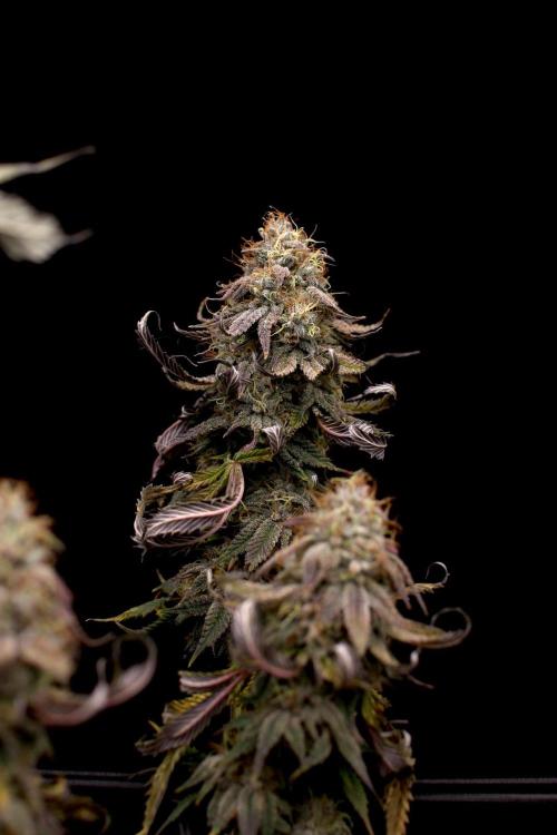 Hawaiian Bred Fire!!!. Week 15
