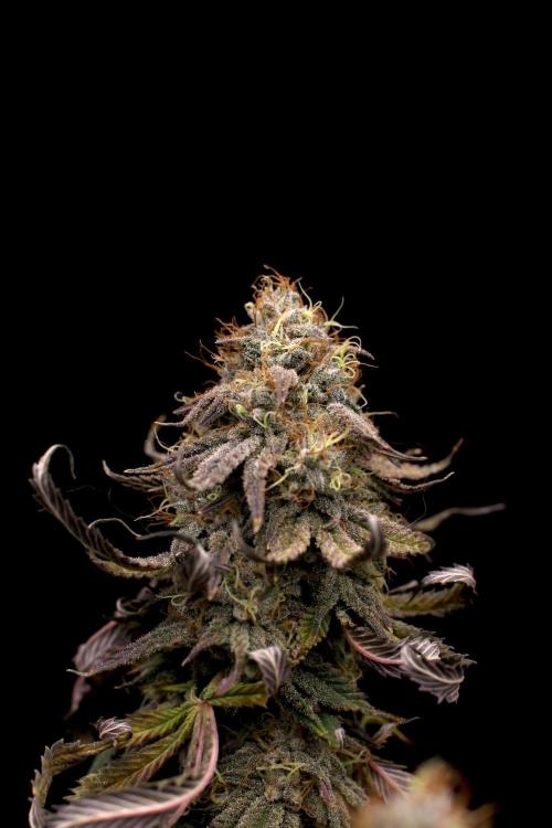 Hawaiian Bred Fire!!!. Week 15