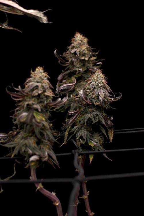 Hawaiian Bred Fire!!!. Week 15