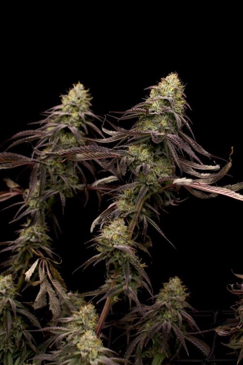 Hawaiian Bred Fire!!!. Week 15
