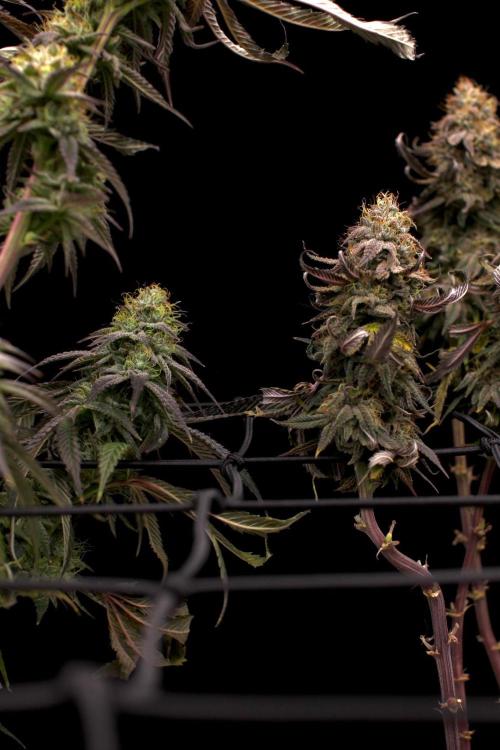 Hawaiian Bred Fire!!!. Week 15
