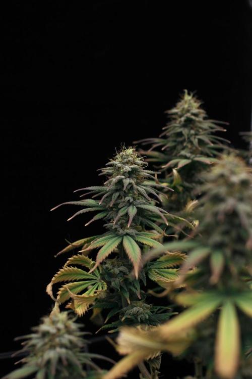 Dad’s Grow (“grow this for me son” LOL). Week 14