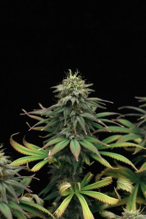 Dad’s Grow (“grow this for me son” LOL). Week 14