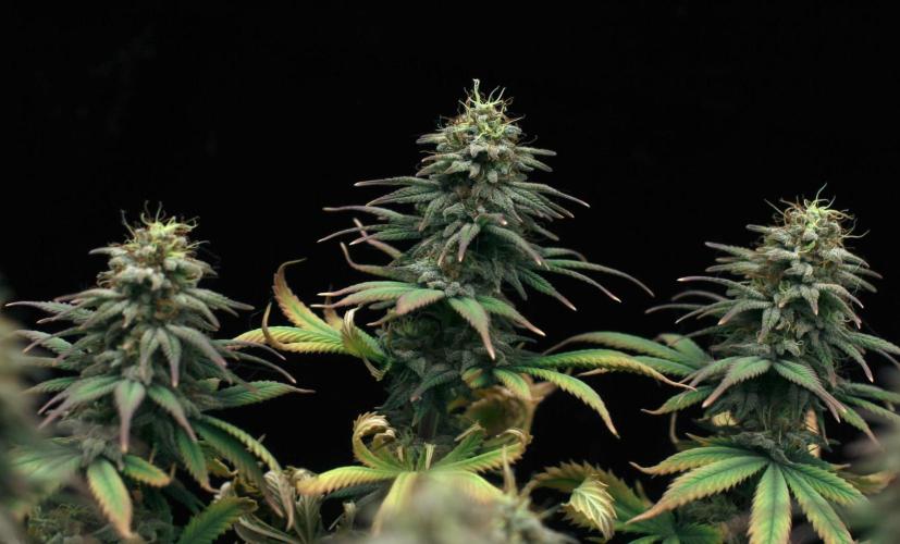 Dad’s Grow (“grow this for me son” LOL). Week 14