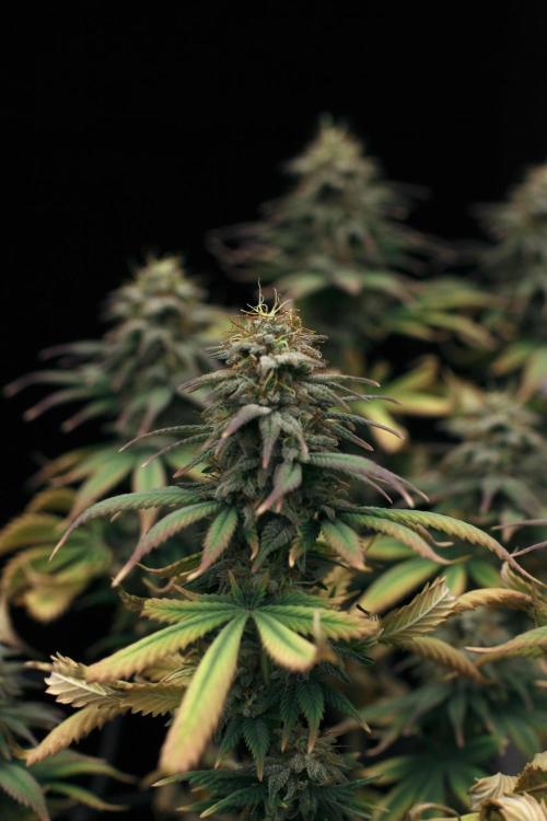 Dad’s Grow (“grow this for me son” LOL). Week 14