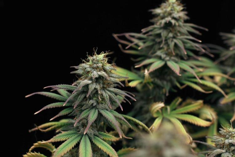 Dad’s Grow (“grow this for me son” LOL). Week 14