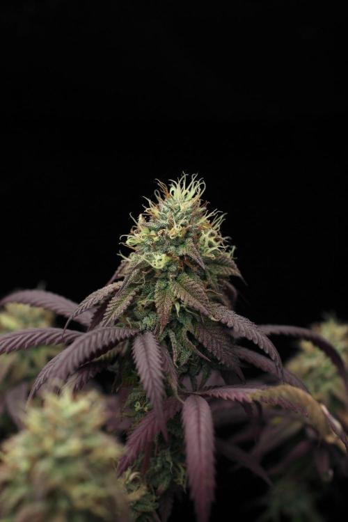 Impulse Purchase | Dispensary Clone. Week 16