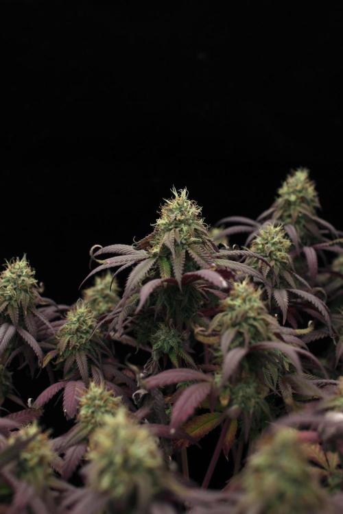 Impulse Purchase | Dispensary Clone. Week 16