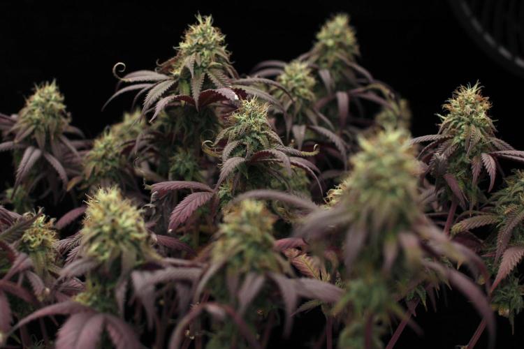 Impulse Purchase | Dispensary Clone. Week 16