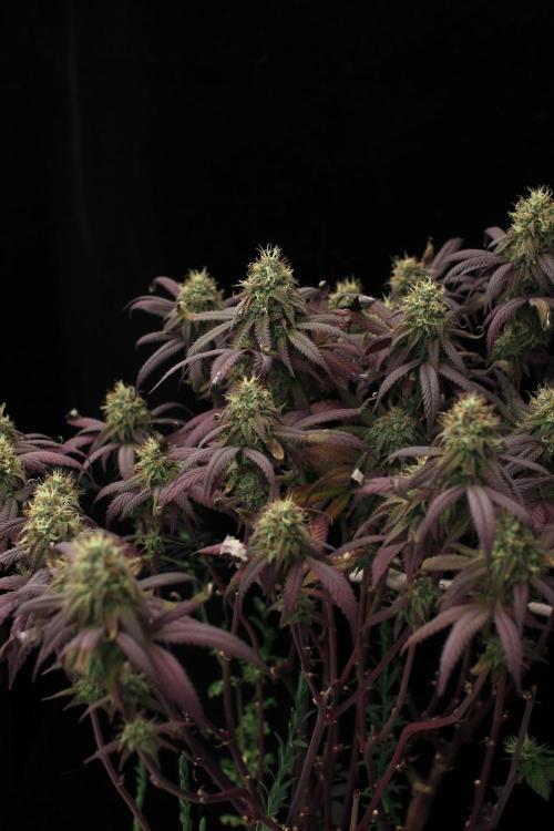 Impulse Purchase | Dispensary Clone. Week 16