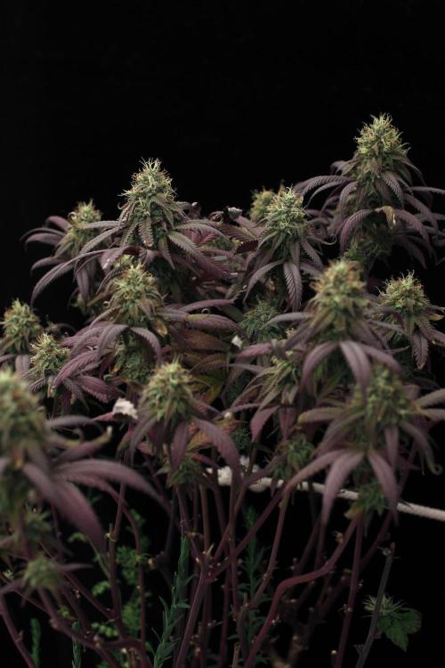 Impulse Purchase | Dispensary Clone. Week 16