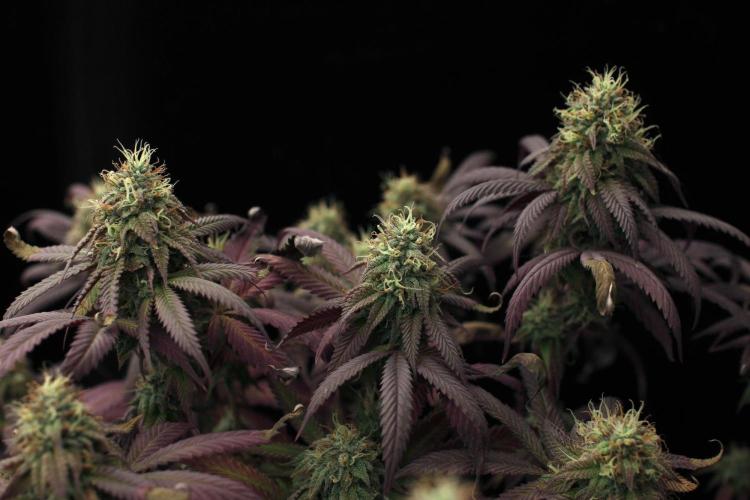 Impulse Purchase | Dispensary Clone. Week 16