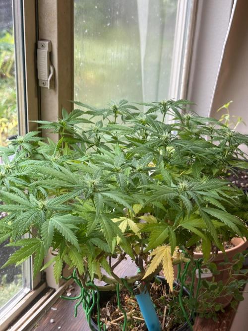 64 Cola Mainline Try | Hawaiian Genetics. Week 20