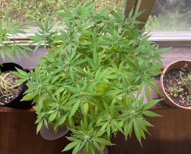 64 Cola Mainline Try | Hawaiian Genetics. Week 20