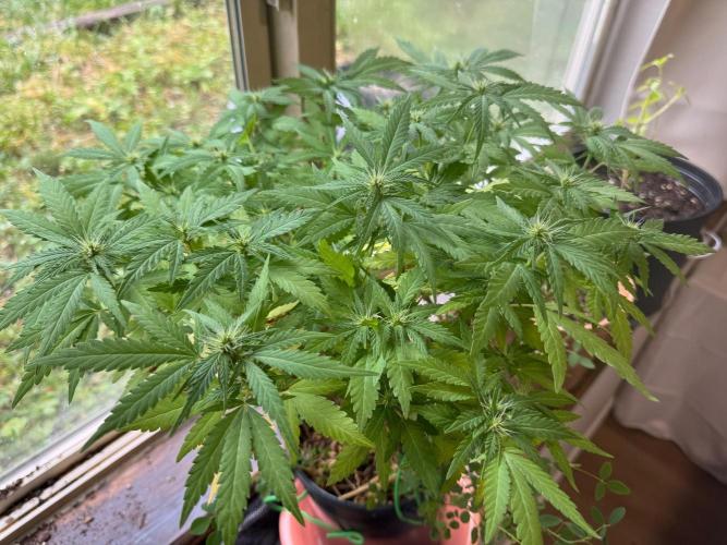 64 Cola Mainline Try | Hawaiian Genetics. Week 20