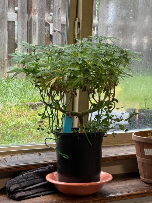 64 Cola Mainline Try | Hawaiian Genetics. Week 20