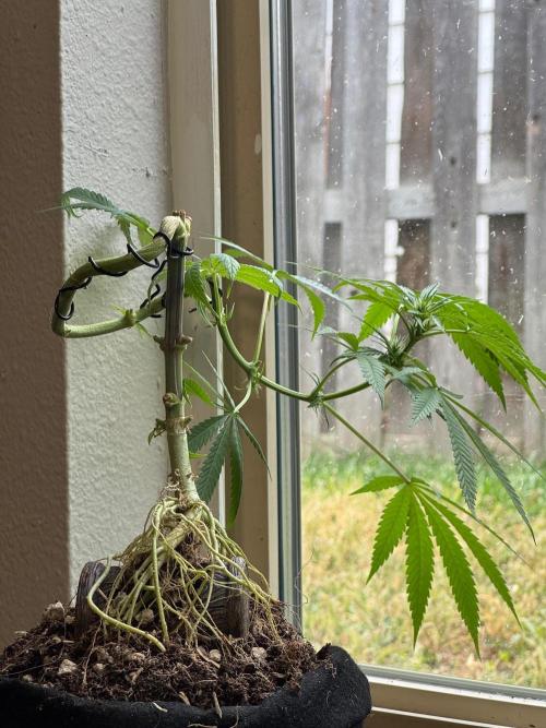 “Bonsai” Attempts #1. Week 10