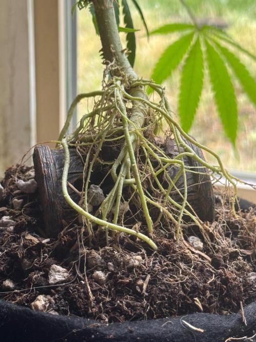 “Bonsai” Attempts #1. Week 10