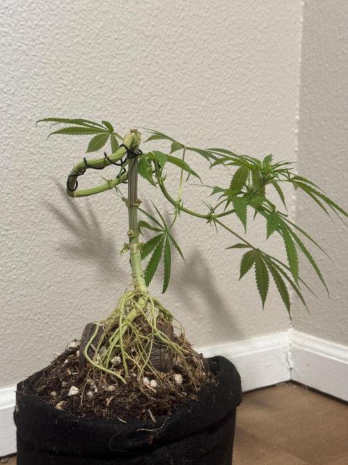 “Bonsai” Attempts #1. Week 10