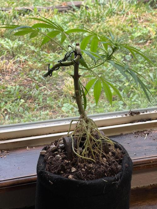 “Bonsai” Attempts #1. Week 10