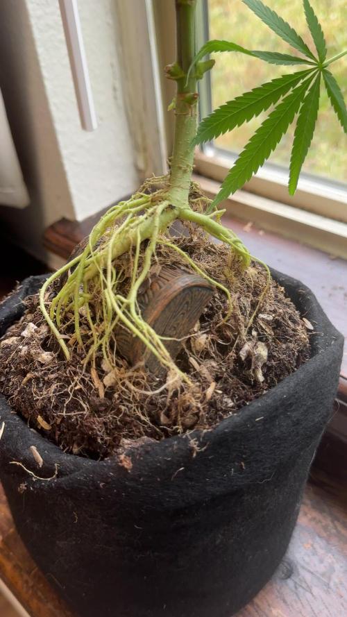 âBonsaiâ Attempts #1