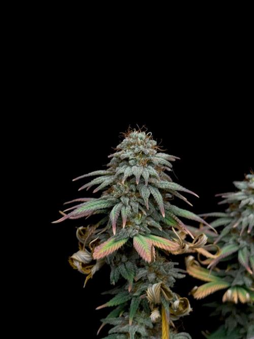 Dad’s Grow (“grow this for me son” LOL). Week 15