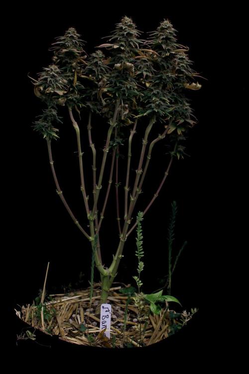Dad’s Grow (“grow this for me son” LOL). Week 15