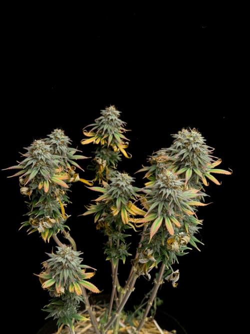 Dad’s Grow (“grow this for me son” LOL). Week 15