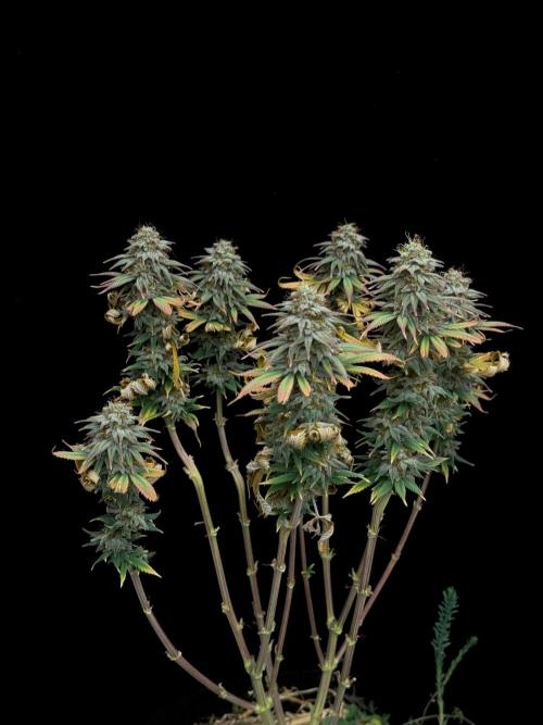 Dad’s Grow (“grow this for me son” LOL). Week 15