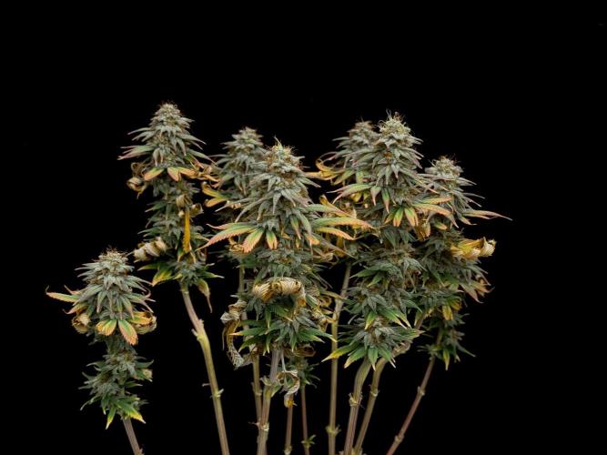 Dad’s Grow (“grow this for me son” LOL). Week 15