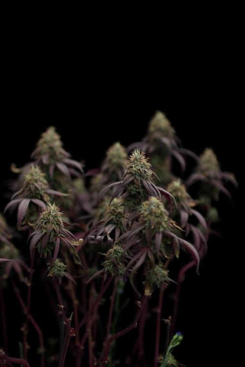 Impulse Purchase | Dispensary Clone. Week 17