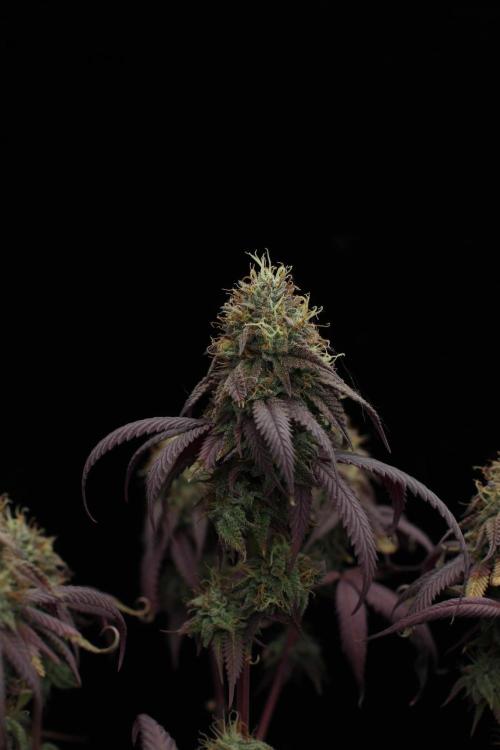 Impulse Purchase | Dispensary Clone. Week 17