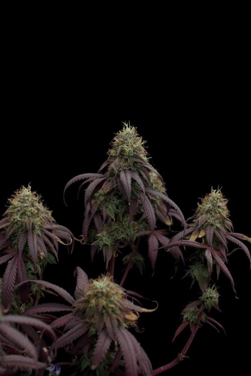 Impulse Purchase | Dispensary Clone. Week 17