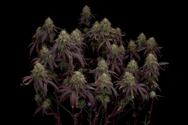 Impulse Purchase | Dispensary Clone. Week 17