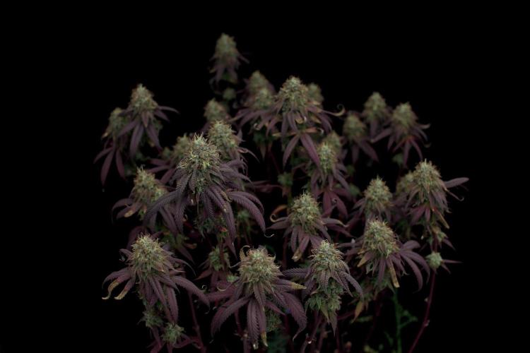 Impulse Purchase | Dispensary Clone. Week 17