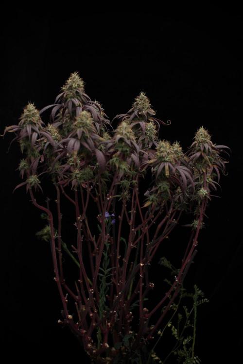 Impulse Purchase | Dispensary Clone. Week 17