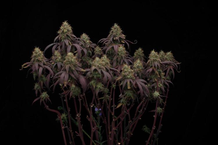 Impulse Purchase | Dispensary Clone. Week 17