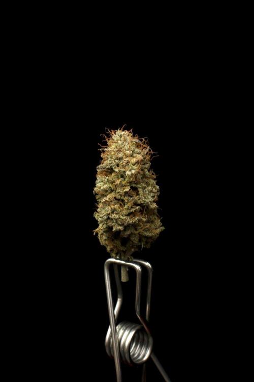 Hawaiian Bred Fire!!!. Week 18