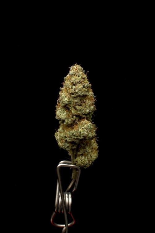 Hawaiian Bred Fire!!!. Week 18