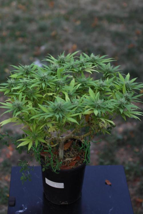 64 Cola Mainline Try | Hawaiian Genetics. Week 24