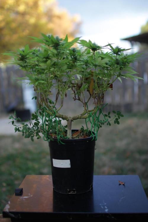 64 Cola Mainline Try | Hawaiian Genetics. Week 24