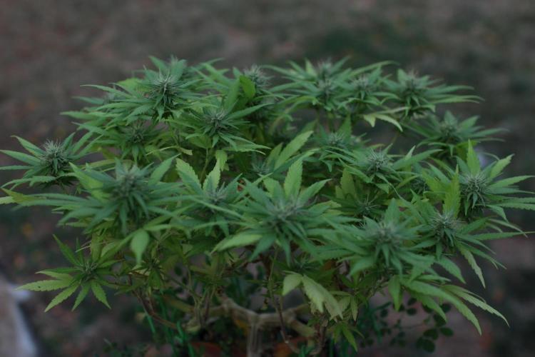 64 Cola Mainline Try | Hawaiian Genetics. Week 24