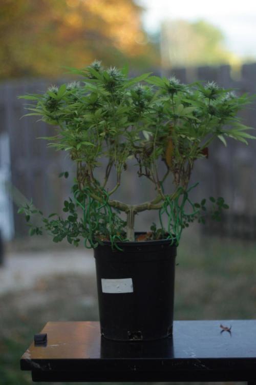 64 Cola Mainline Try | Hawaiian Genetics. Week 24