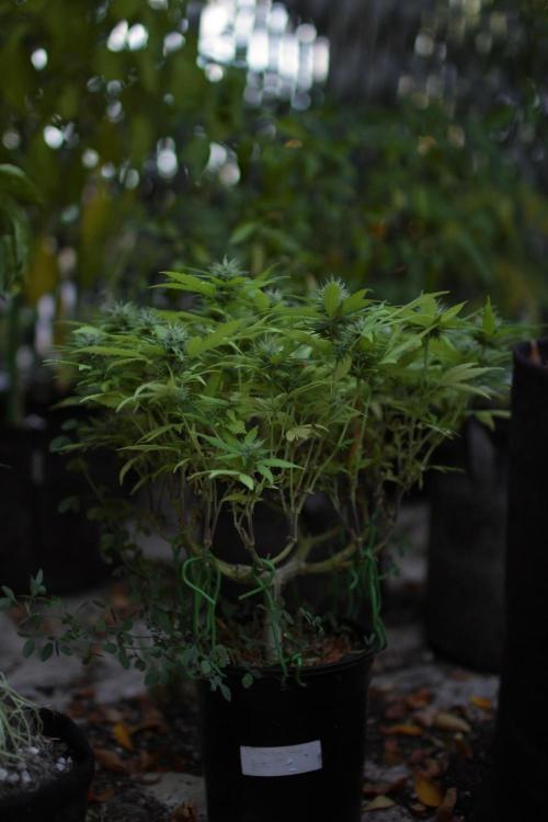 64 Cola Mainline Try | Hawaiian Genetics. Week 24