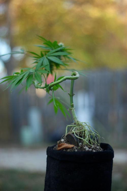 “Bonsai” Attempts #1. Week 14