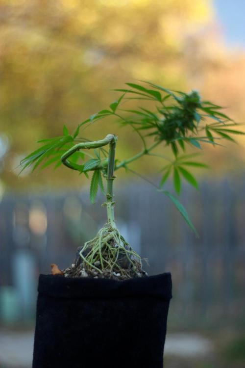 “Bonsai” Attempts #1. Week 14