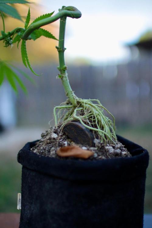 “Bonsai” Attempts #1. Week 14