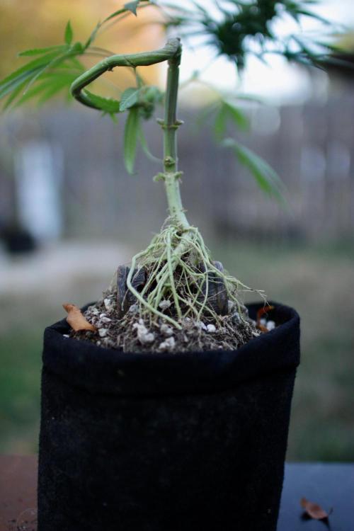 “Bonsai” Attempts #1. Week 14