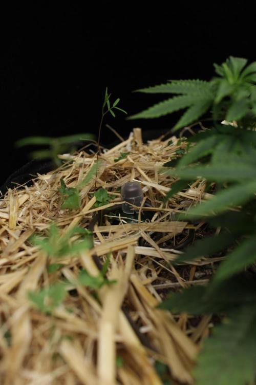 1st Humboldt Seed Co. Grow. Week 5