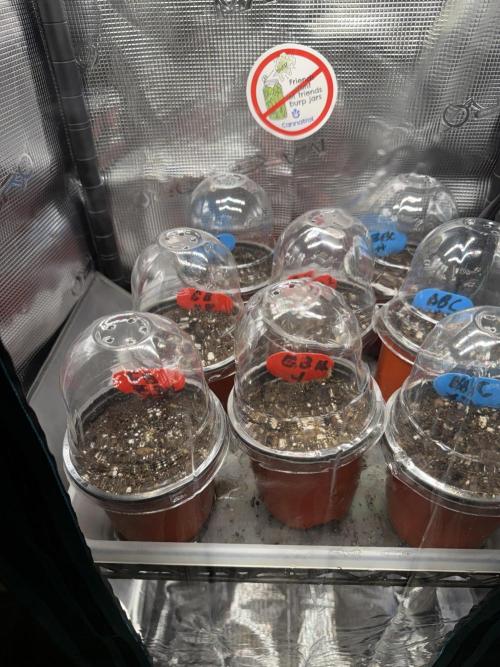 Humboldt  Seeds Run. Week 0 - Soaked em for a day and wen right into the soil